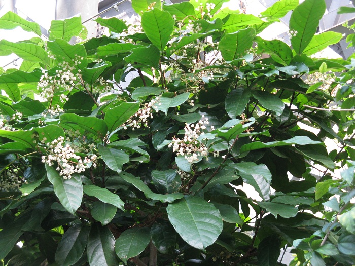 Sterculia nobilis